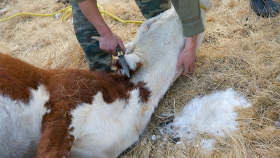 В России запретят строительство новых скотомогильников